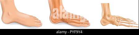 vector illustration of the ankle bones of the foot Stock Vector