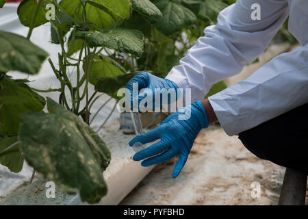 Scientist collecting specimen in greenhouse Stock Photo