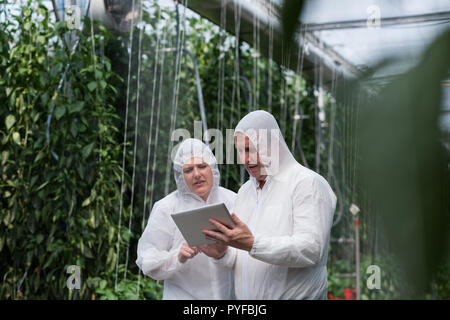 Scientists working on digital tablet in the greenhouse Stock Photo