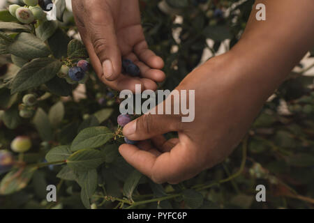 Worker picking blueberries in blueberry farm Stock Photo