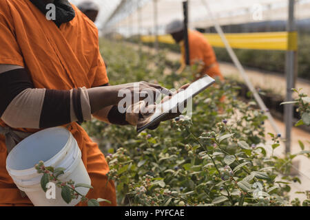 Worker using digital tablet in blueberry farm Stock Photo
