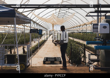 Man using digital tablet in blueberry farm Stock Photo