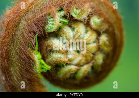 Dicksonia Antartica tree fern frond unfurling in Spring Stock Photo