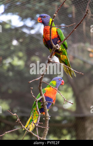 The pair of the rainbow lorikeet (Trichoglossus haematodus moluccanus) on tree inside aviary. Colorful parrots sits on a branch. Stock Photo