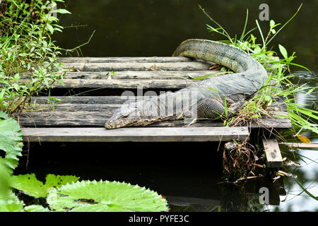 Malayan monitor lizard resting on wooden platform Stock Photo