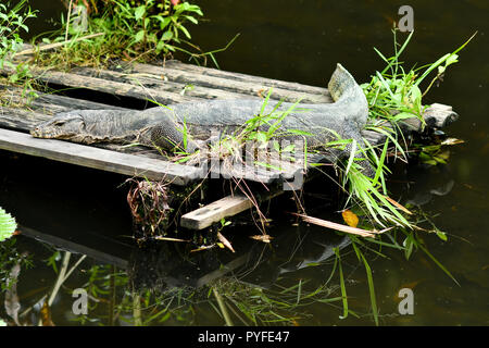 Malayan monitor lizard resting on wooden platform Stock Photo