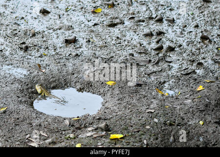 swamp mud organism Stock Photo