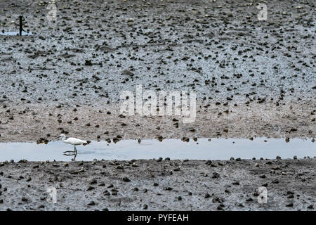 swamp mud organism Stock Photo