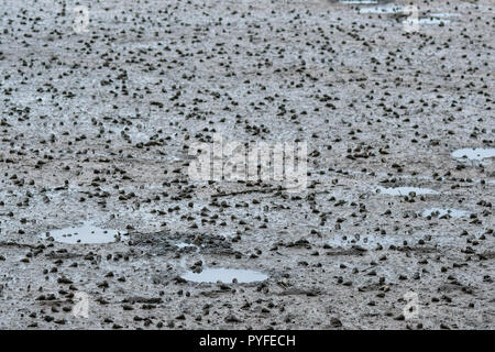 swamp mud organism Stock Photo