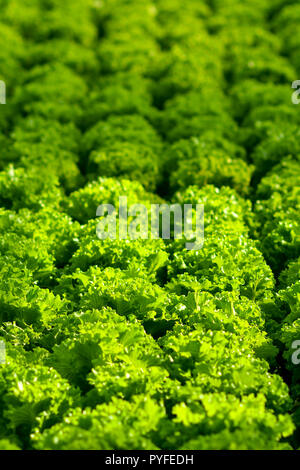 Harvesting hydroponic lettuce Stock Photo