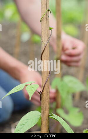 Phaseolus coccineus. Tendrils of young runner bean 'Scarlet Emperor' plant are gently twisted around supporting garden cane to get them started, UK Stock Photo