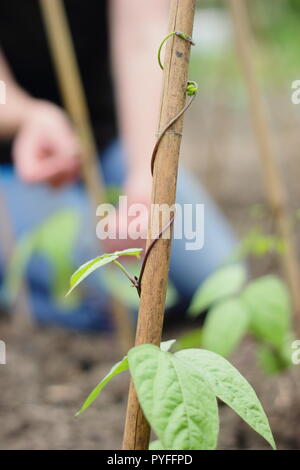 Phaseolus coccineus. Tendrils of young runner bean 'Scarlet Emperor' plant are gently twisted around supporting garden cane to get them started, UK Stock Photo