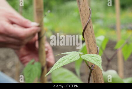 Phaseolus coccineus. Tendrils of young runner bean 'Scarlet Emperor' plant are gently twisted around supporting garden cane to get them started, UK Stock Photo