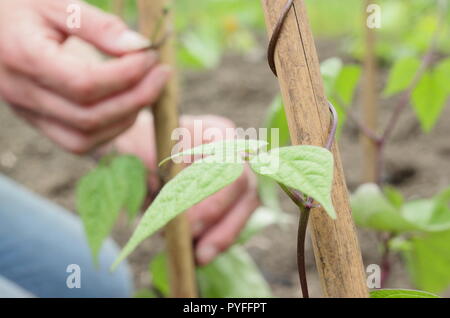 Phaseolus coccineus. Tendrils of young runner bean 'Scarlet Emperor' plant are gently twisted around supporting garden cane to get them started, UK Stock Photo