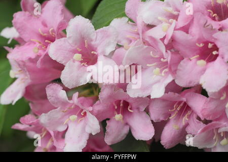 Blossoms of WEIGELA FLORIDA 'PINK PRINCESS'' deciduous shrub in spring garden border, England ,UK Stock Photo