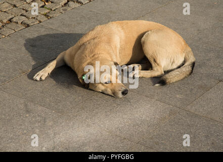 The stray dog with a chip in his ear on Istanbul street . Stock Photo