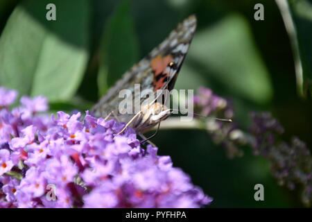 Painted lady butterfly in Witham Way Country Park, Boston, Lincolnshire, UK Stock Photo