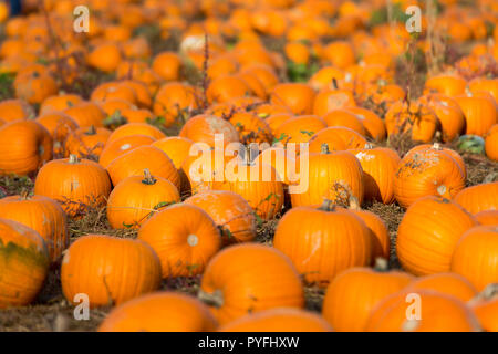 Field of pumpkins at a pick your own pumpkin week at Sevington, Ashford, Kent. UK. Stock Photo