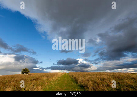Large cumulus and stratocumulus clouds developing over Victory Wood near Yorkletts, Whitstable, Kent, UK, in the late afternoon. Stock Photo