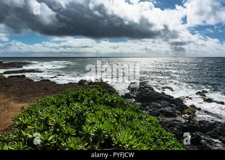 Succulent plants on the coast along Kapaa, Kauai, Hawaii Stock Photo