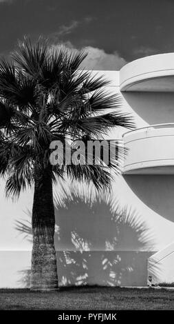 Trachycarpus fortunei Chusan palm against a plain white background of a beach hotel in Rhodes, Greece Stock Photo