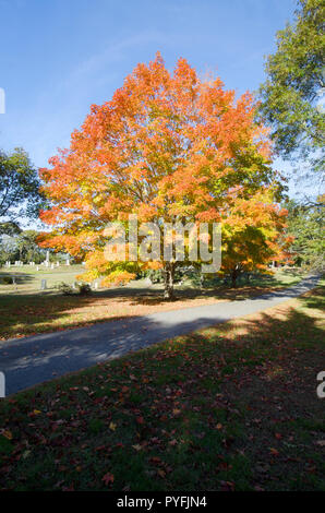 Beautiful fall foliage with intense orange leaves on a Sugar Maple tree, Acer saccharum, in Cataumet Cemetery, Bourne, Cape Cod, Massachusetts Stock Photo