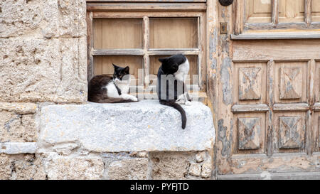 Two stray cats on a window ledge in Rhodes Town, Greece Stock Photo