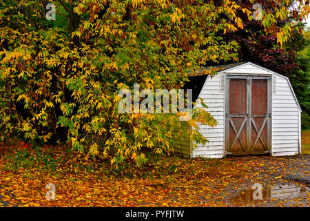 A white colored shed sits amongst the trees with thier leaves changing color in the wet fall day at Sussex New Brunswick Canada. Stock Photo