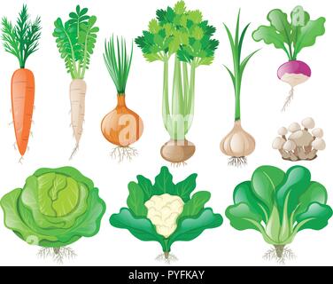 Different types of vegetables illustration Stock Vector Art