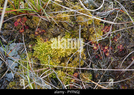 <em>Sphagnum papillosum</em> and <em>Drosera rotundifolia</em> Stock Photo