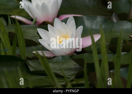 European white water-lily, Nymphaea alba Stock Photo