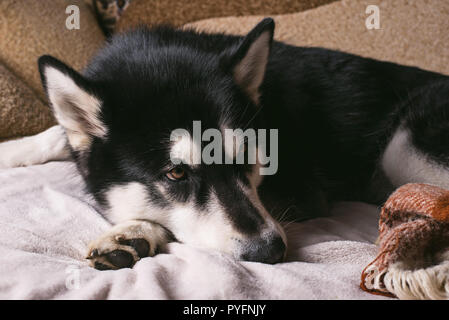 Cute dog sleeping on a bed under a plaid. Cozy home concept, toned Stock Photo