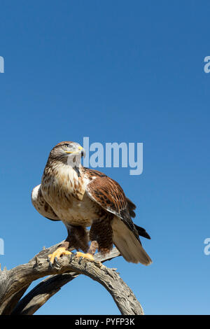 Trained captive ferruginous hawk, Buteo regalis, Arizona Sonora Desert Museum, Tucson, Arizona, USA Stock Photo