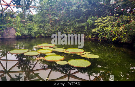 Large leaves of Victoria amazonica floating in small pond. It is a flowering plant, the largest of the Nymphaeaceae family of water lilies. Stock Photo