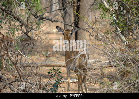 Portrait of an Antelope (Puku) in Kruger National Park (South Afrika) Stock Photo