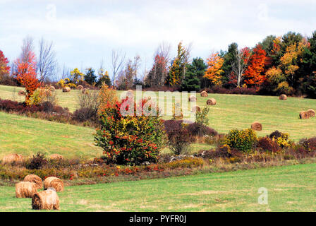 Beautifully colored Fall foliage lines the hay fields of a farm in up state New York, USA. Stock Photo