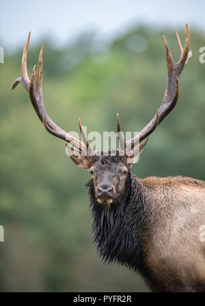 Wilk Elk during the Rut Season Stock Photo