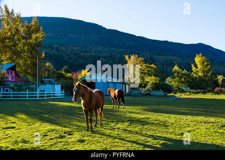 Horses, farm, Chilliwack, British Columbia, Canada Stock Photo