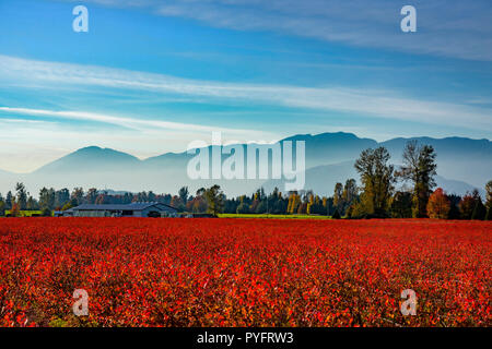 Blueberry farm, Chilliwack, British Columbia, Canada Stock Photo