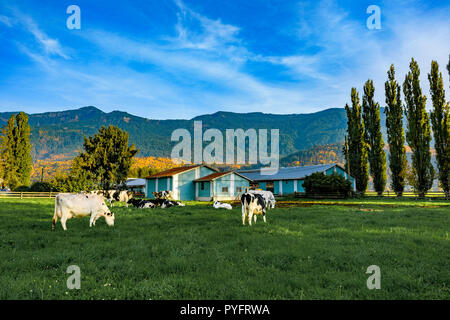 Cows at dairy farm, Chilliwack, British Columbia, Canada Stock Photo