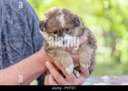 mongrel puppy taken from a shelter on male hands. adoption Stock Photo ...