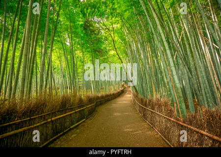 Walkway in bamboo forest at Sagano in Arashiyama. The grove is Kyoto's second most popular tourist destination and landmark. Natural green background. Stock Photo