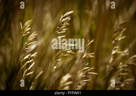 Golden grasses waving in the breeze. Stock Photo
