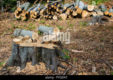 Damage to nature. Deforestation, destruction of deciduous forests. Europe Stock Photo