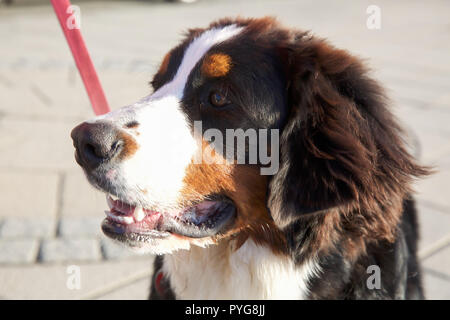 Aberystwyth,UK,27th October 2018,Burmese Mountain dogs enjoy the Glorious warm Autumn sunshine over Aberystwyth in Wales as temperatures are much chillier as high pressure has brought colder air from the North.Credit: Keith Larby/Alamy Live News Stock Photo