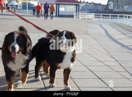 Aberystwyth,UK,27th October 2018,Burmese Mountain dogs enjoy the Glorious warm Autumn sunshine over Aberystwyth in Wales as temperatures are much chillier as high pressure has brought colder air from the North.Credit: Keith Larby/Alamy Live News Stock Photo
