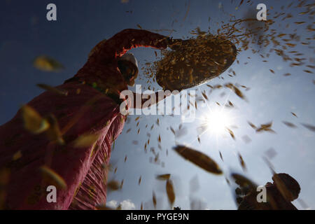 Lalitpur, Nepal. 28th Oct, 2018. A Nepalese farmer winnowing rice grains during the harvest season on the outskirts of Kathmandu, Nepal on Sunday, October 28, 2018. Credit: Skanda Gautam/ZUMA Wire/Alamy Live News Stock Photo