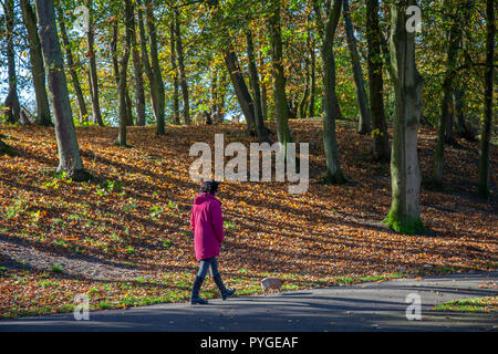 Autumn golden yellow leaves on trees and sunlit colourful foliage on a bright sunny cold autumnal day. Urban park walkers enjoy the autumn colours & colourful foliage, autumn shrubs and trees as they take a stroll along tree-lined paths in the Southport town centre winter garden that is Hesketh public Park. UK Stock Photo