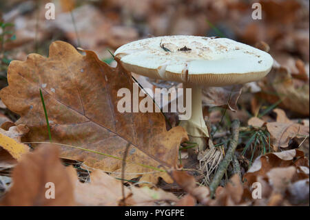 False death cap, or Citron Amanita, Amanita citrina (previously also known as Amanita mappa) Stock Photo