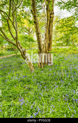 Three trees standing amidst bluebells in bluebell wood, near Coventry, Warwickshire, England, UK Stock Photo